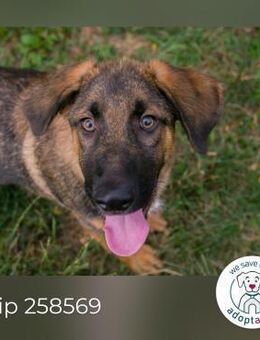 Chip 258569: Hundekind sucht ein Zuhause - Kirchzell