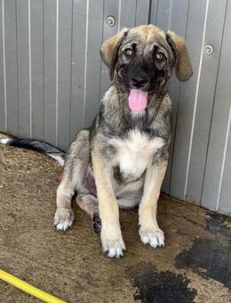 Iggy - sucht sein Glück - Celle