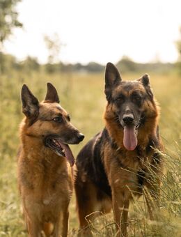 Norah und Novelle - Hemmoor