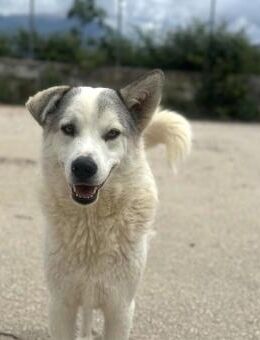 Anakin Mix Rüde ca. 3 Jahre alt in GR - Reutlingen