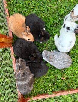 Zwergkaninchen Babys - München