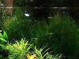 Stringymoos, Aquariumpflanze, Versand/ Abholung in 53894