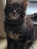 Maine coon in 76863