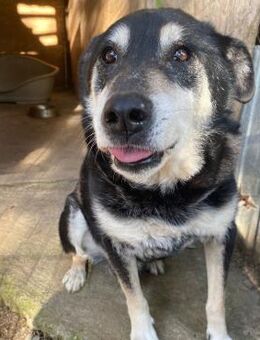 ❣️ Wunderbarer Bobby sucht Gnadenplatz - Eislingen (Fils)