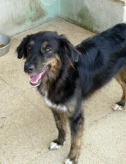 Belli möchte adoptiert werden - Neuss