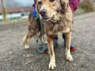 PATCH hofft auf ein Wunder ♥️🍀 - München