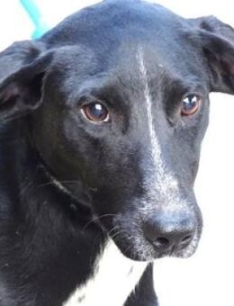 Wer holt JEFF 2 aus der Tötung? - Gefrees