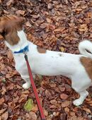 Jack Russel Terrier Rüde in 4800