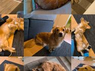 Corgi / Golden Retriever Mischling Rüde 2jahre - Karlsruhe