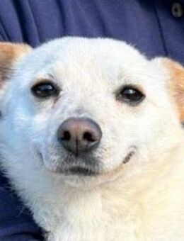 BUFFY -wer schenkt ihr ein Zuhause - Hof