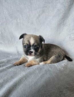 Wundervolle Chihuahua Welpen - Erfurt