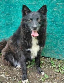 Clark- Familie gesucht - Nürnberg