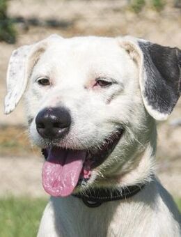 Estrella - Zuhause gesucht - Duisburg