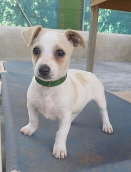 Chapo Welpe, geb. 12.09.2025, ca. 23 cm - Lünen