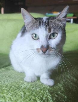 Liebe Becca sucht ihre Menschen - Margetshöchheim