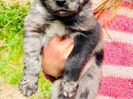 Australien Shepherd Hundewelpe Mix Asko (Rüde) - Barkhagen