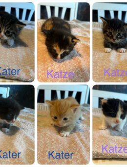 Zwei süße Kätzchen - Schwaan