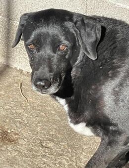 Jason, ein eher ängstlicher Hund - Bergisch Gladbach