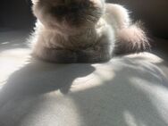 BKH Ragdoll Kater 7 Monate alt - Recklinghausen