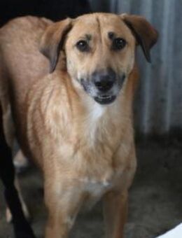 Yum - zutraulich u. fröhlich - Lohra