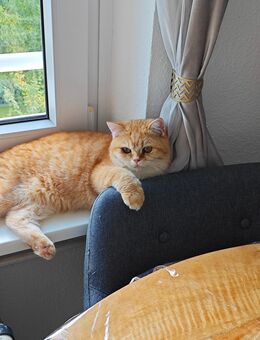 BKH 8 Monate liebevolles Zuhause gesucht - Schwalbach (Taunus)