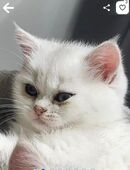 BKH Kitten mit Schtambaum in 56269