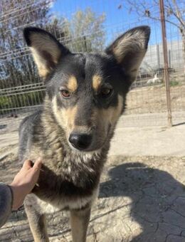 Husky Mix Boris sucht aktive Menschen - Beltheim