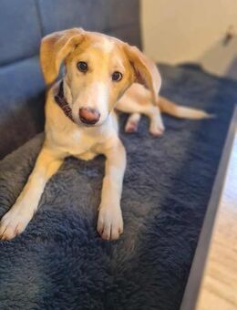 Lillifee - die Kämpferin - Löwenberger Land