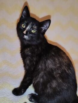 Katze1 - Schmusekatze sucht Kuschelplatz - Kallmünz