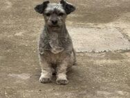 Puffy sucht ihr Glück - Leonberg (Baden-Württemberg)