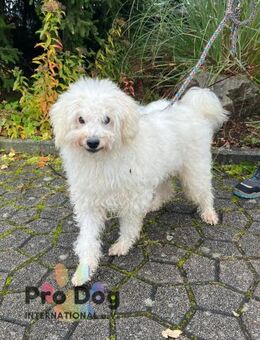 Fénix auf Pflegestelle in Langenbrand - Talkau