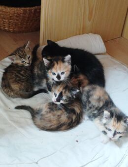 Kitten/Baby-Katzen - Iserlohn