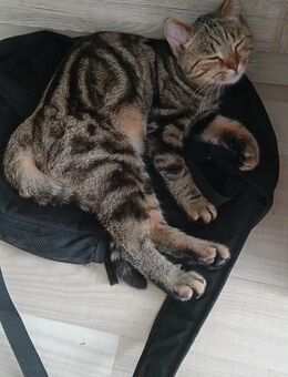 Reinrassige BKH Katerchen - Lauterbach (Hessen)