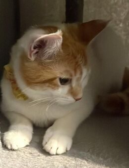 Sweety - Europäische Kurzhaar - 1 Jahr - Tierhilfe Franken e.V. - Lauf (Pegnitz) Zentrum