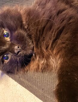 Kitten Siam Mix - Saarbrücken