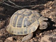 Griechische Landschildkröte, weiblich, eierlegend - Bruchköbel
