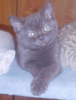 Britisch Kurzhaar Kater - Guntersblum