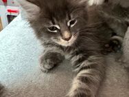 Reinrassige Maine Coon Kitten - Reutlingen