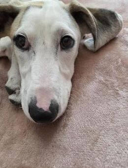 Unser toller Dumbo sucht seine Menschen - Hamburg