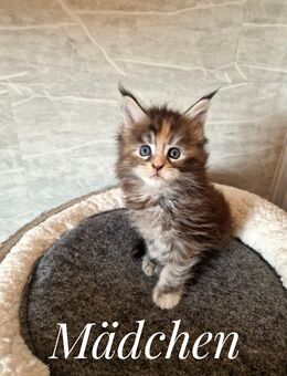 Maine Coon Kitten. - Liebenau (Niedersachsen)