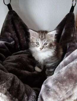 Maine Coon/ Neva Masquarade Kitten - Neumünster