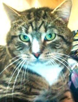 RAMBO - der noch ein Zuhause sucht...... - Kempen