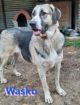 Wasko 12/22 - KumpelHund sucht Kumpel - Heppenheim (Bergstraße)