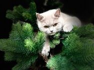 Britisch Kurzhaar Katze - Schönkirchen