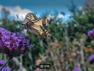 Patagonisches Eisenkraut (Verbena bonariensis) - Horgenzell