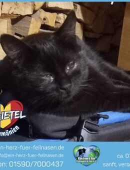 Baietel sucht ein liebevolles Zuhause! - Waakirchen