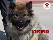 Eurasier Mischling Viking sucht Zuhause - Margetshöchheim