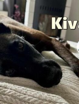 Zuckersüße Kiva sucht ein Körbchen - Margetshöchheim
