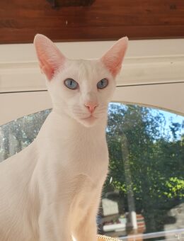OKH-Orientalisch Kurzhaar (Siam) - foreign white / weiß - sucht eine neue, liebevolle Familie - Syke