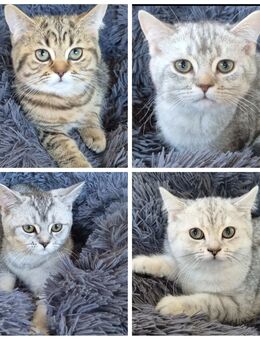 Reinrassige BKH Kitten 4 Mädchen 25.05.25 geboren - Aschaffenburg